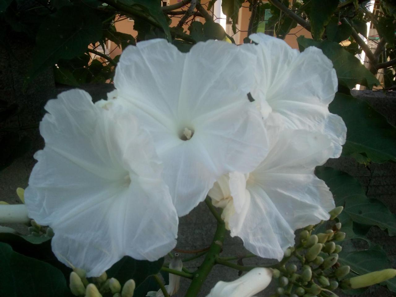 Rest. E Pousada Fabiao II Itacarambi 外观 照片